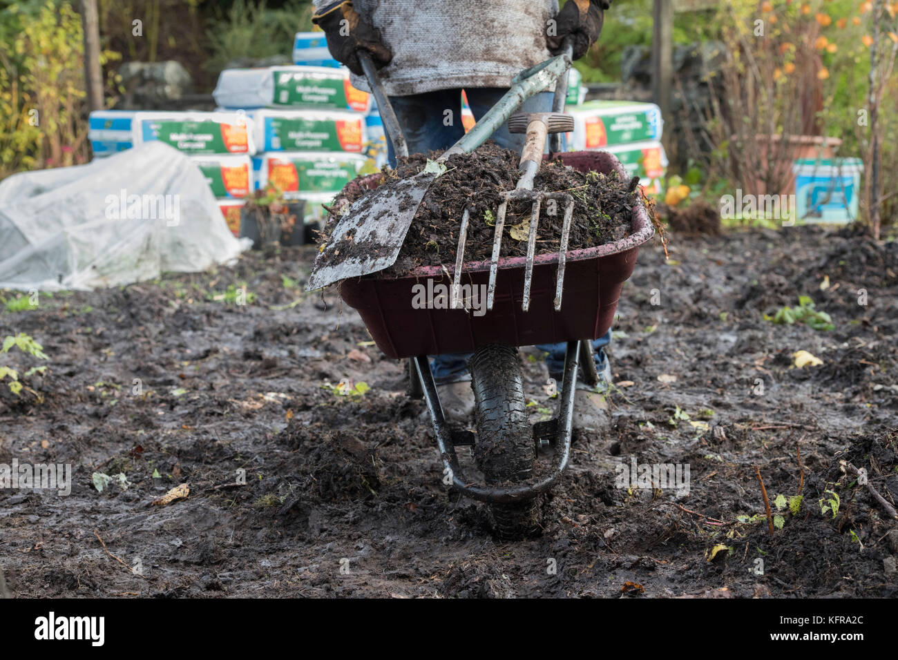 Gärtner drücken eine Schubkarre mit alten Holz chip Rinde nach dem Ausbau aus einem alten Gemüsegarten mit nassen schweren Boden. Scottsih Grenzen, Schottland Stockfoto