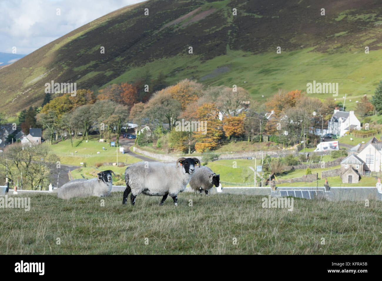 Scottish Blackface Schafe vor wanlockhead, Scotlands höchste Dorf. Dumfries und Galloway, Schottland Stockfoto