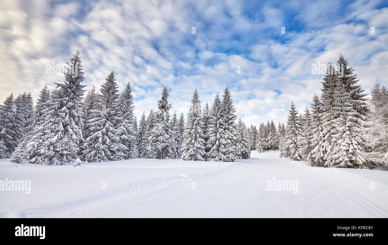 Winterlandschaft mit Schnee bedeckten Bäumen. Stockfoto