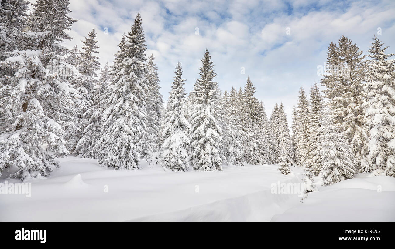 Winterlandschaft mit Schnee bedeckten Bäumen. Stockfoto