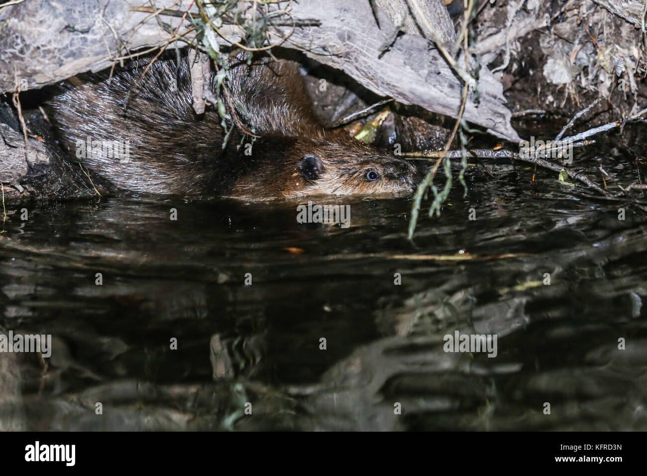 Kanadische Biber Dämme Ökosystem im Cuenca los Ojos in Agua Prieta, Sonora, Mexiko. Castor nada en Dique. Foto: Luis Gutierrez/NortePhoto.com Stockfoto