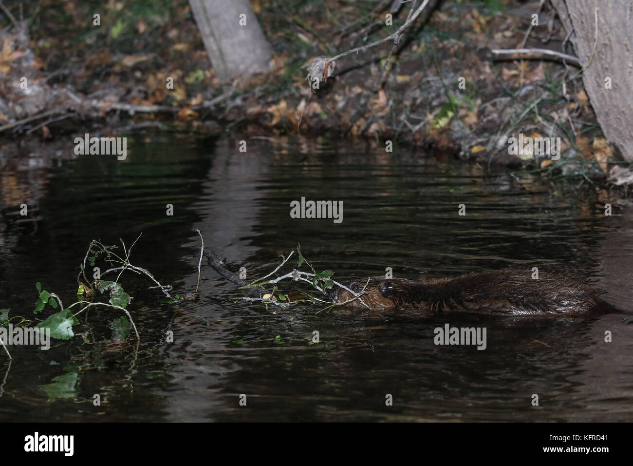 Kanadische Biber Dämme Ökosystem im Cuenca los Ojos in Agua Prieta, Sonora, Mexiko. Castor nada en Dique. Foto: Luis Gutierrez/NortePhoto.com Stockfoto