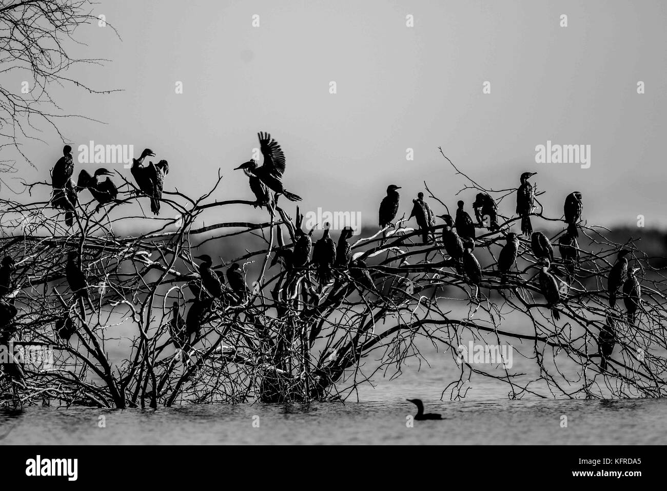 Ein echter Adler oder chrysaetos in Gefangenschaft in einem großen Käfig, in der tierischen Management Unit in Cananea. Vogel, Symbol der mexikanischen Flagge Stockfoto