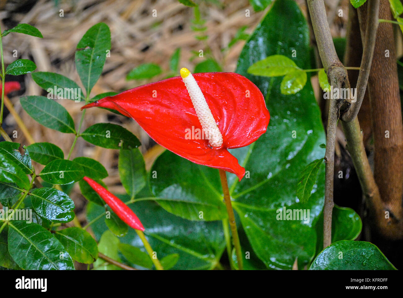 Anthurium, groe, rote Bltter mit langen weien Center, tropische Blume  Stockfotografie - Alamy