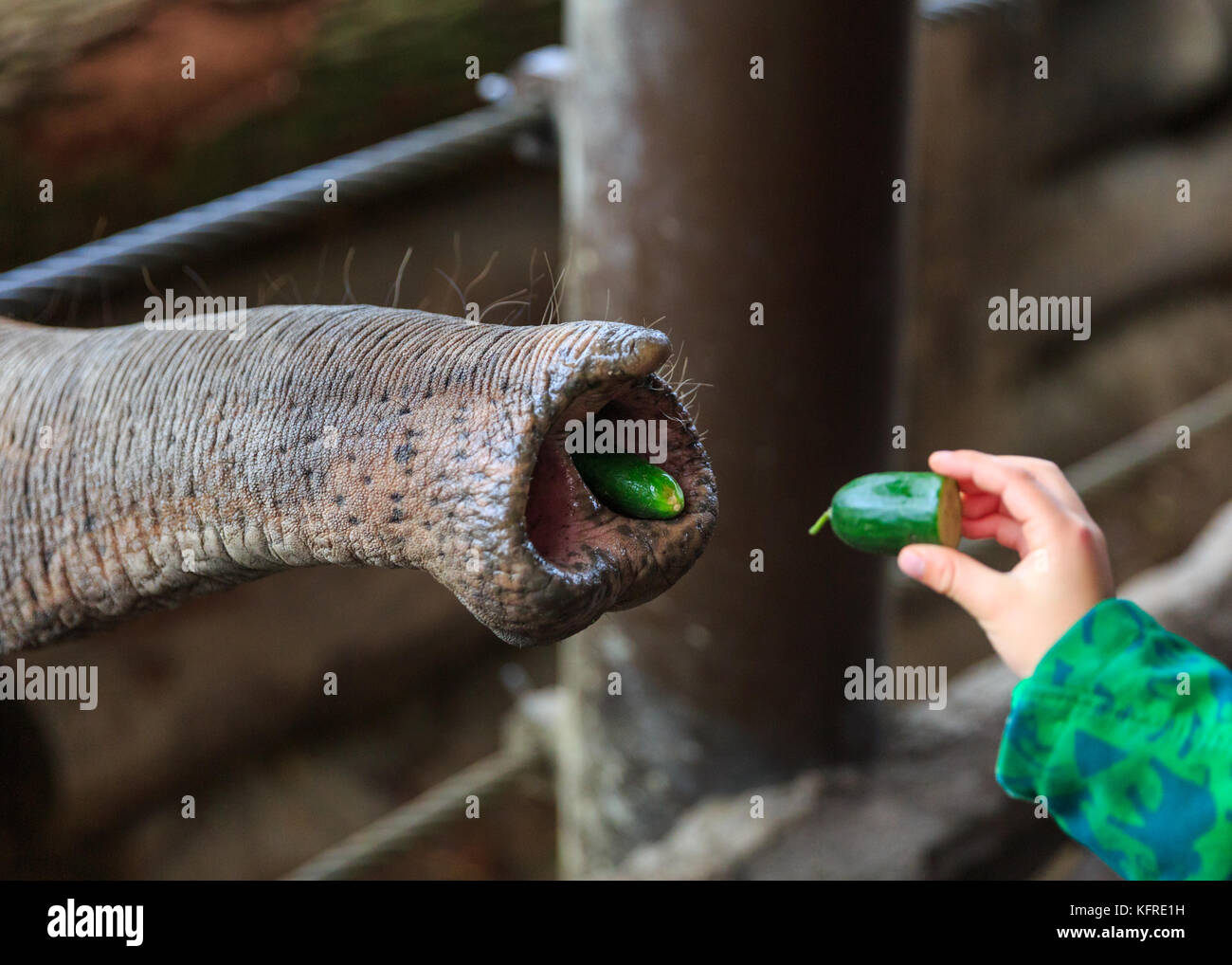 Elefantenrüssel (Proboscis) Basis mit Nasenlöchern, Essen, Kinderhand, Kinderfütterung Elefant im Zoo, Münster, Deutschland Stockfoto