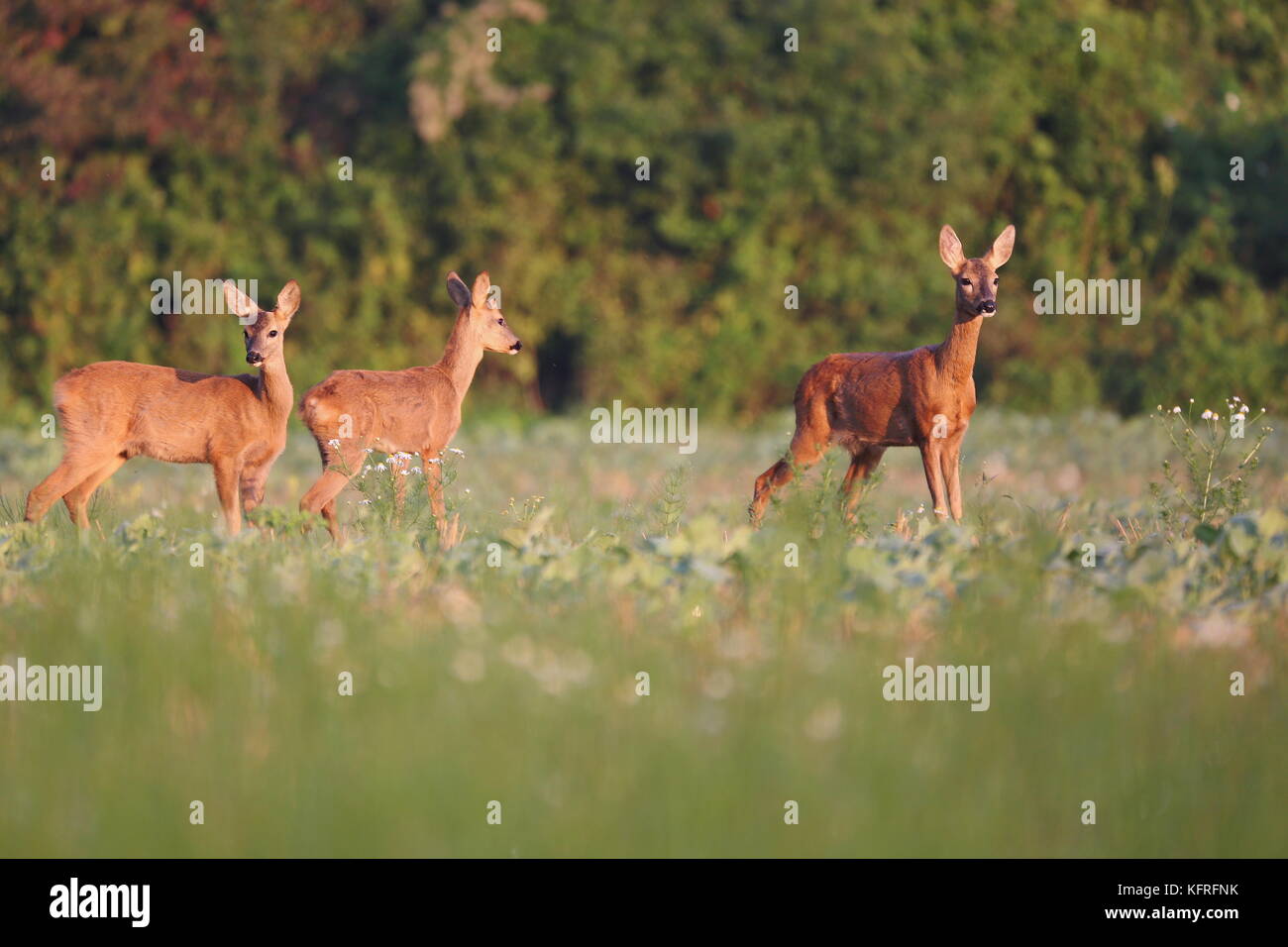 Rehe (Capreolus capreolus) stehen auf einem landwirtschaftlichen Feld mit Pflanzen. Wildlife Scenery, Slowakei. Stockfoto