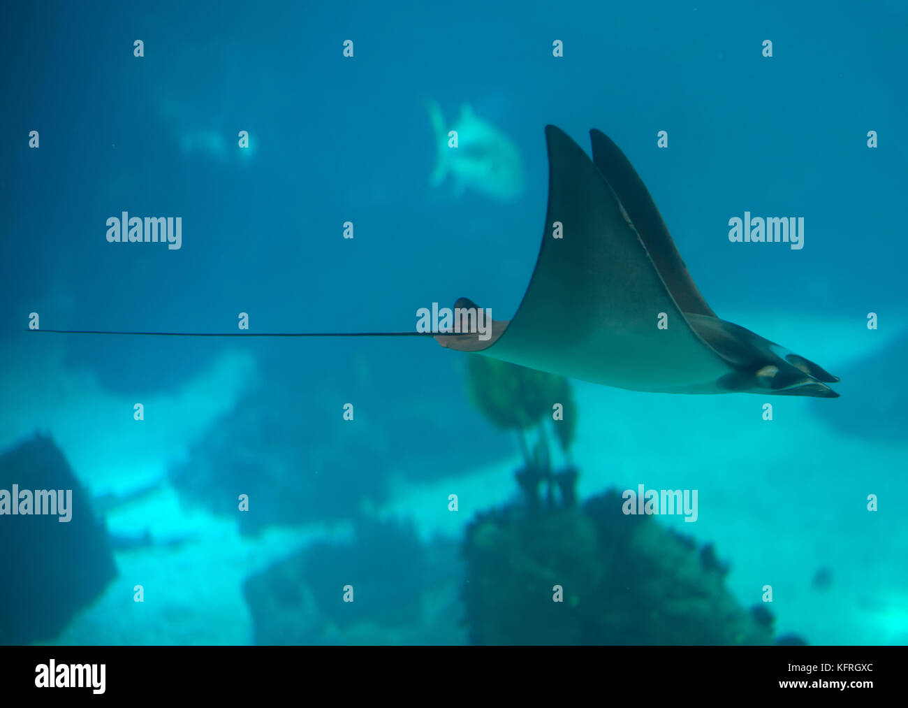 Bullenrochen, der im Meer schwimmt. Stockfoto
