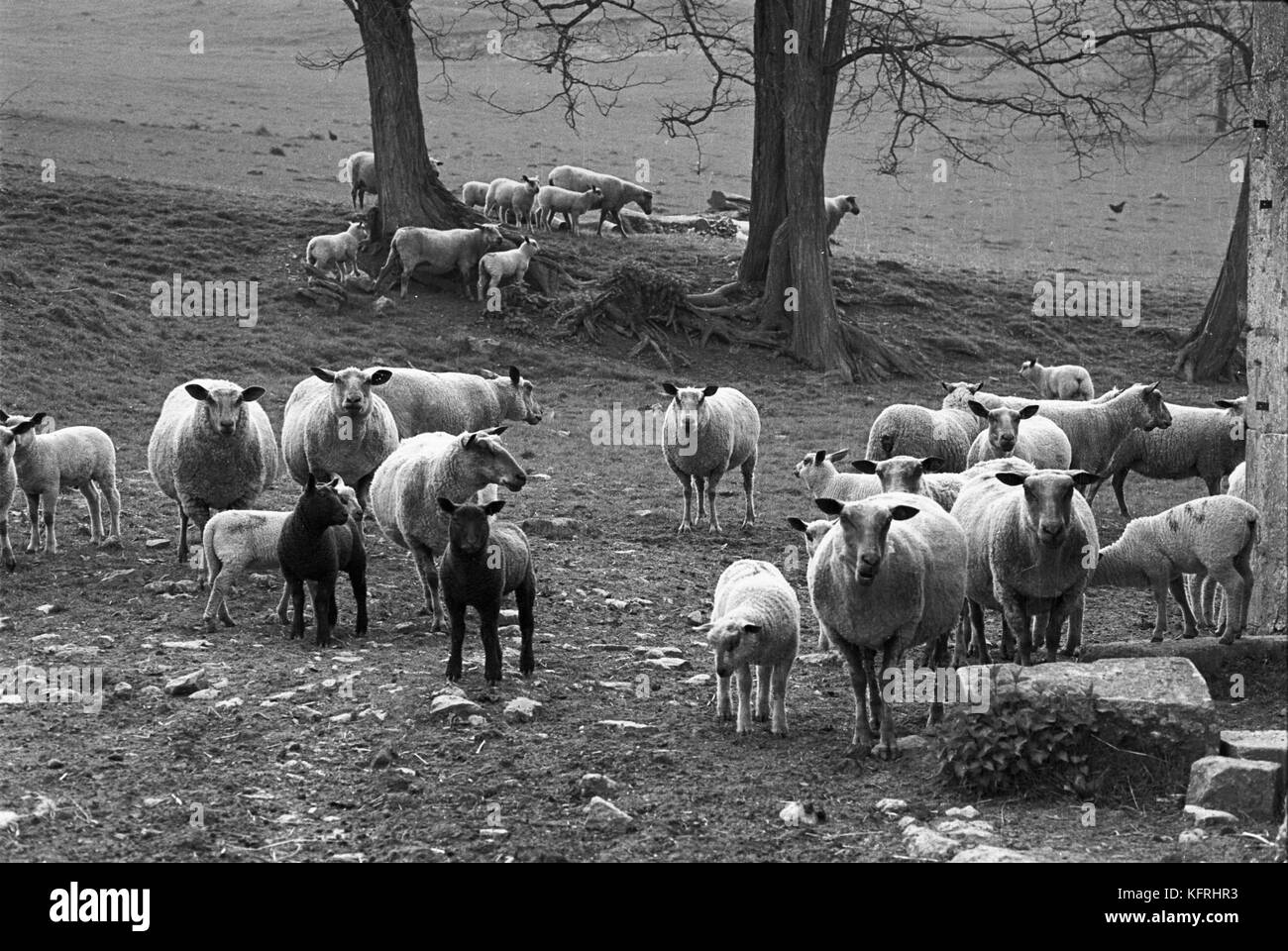Schafe auf der Farm Yard, Ardennen, 08. Stockfoto