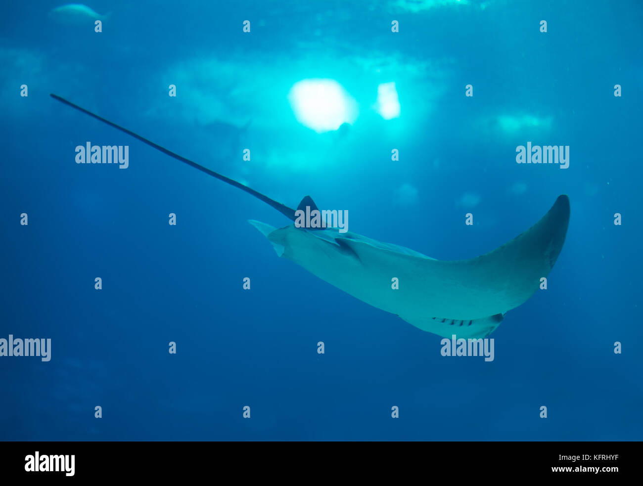 Bullenrochen, der im Meer schwimmt. Stockfoto