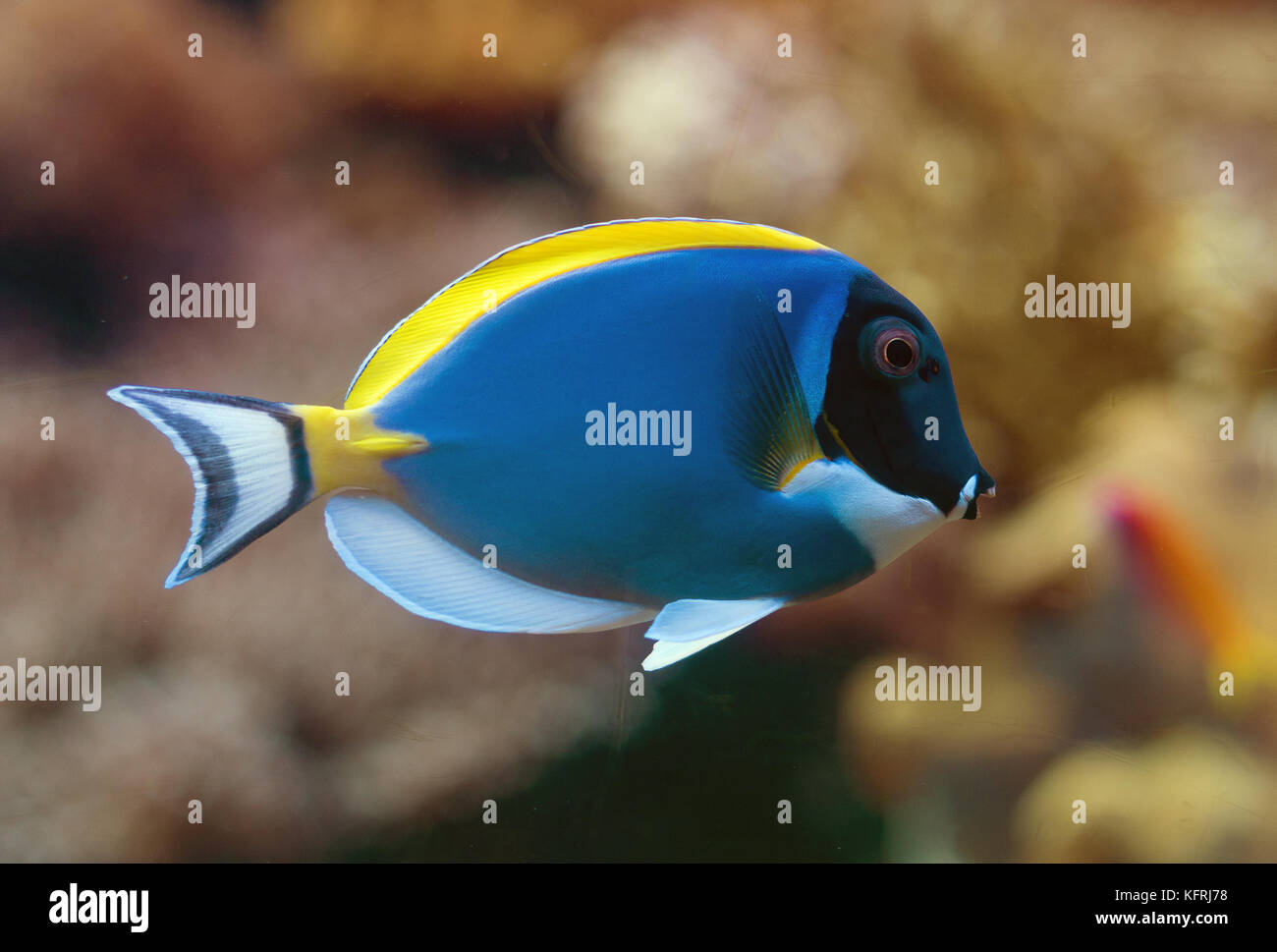 Nahaufnahme des puderblauen Surgeonfish. Stockfoto
