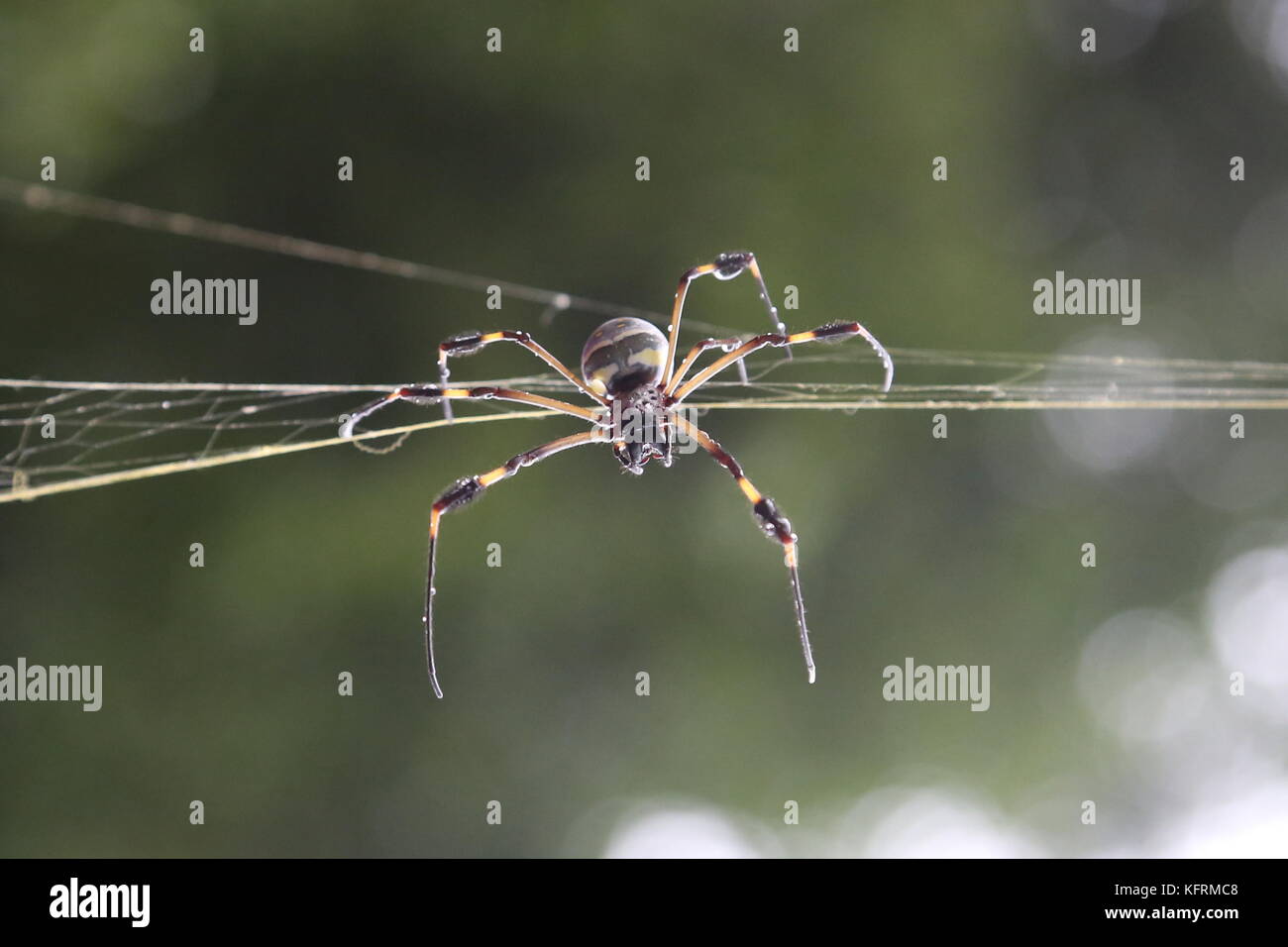 Golden Orb Weaver (Nephila clavipes), San José, San José Provinz, Central Highlands, Costa Rica, Mittelamerika Stockfoto