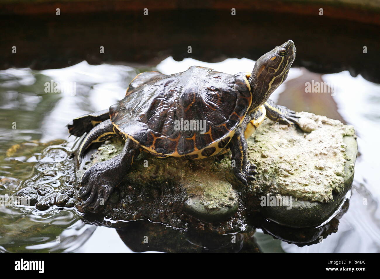 Mesoamerikanischen Slider Turtle (Trachemys venusta), Puerto Viejo, Limón Province, Karibik, Costa Rica, Mittelamerika Stockfoto