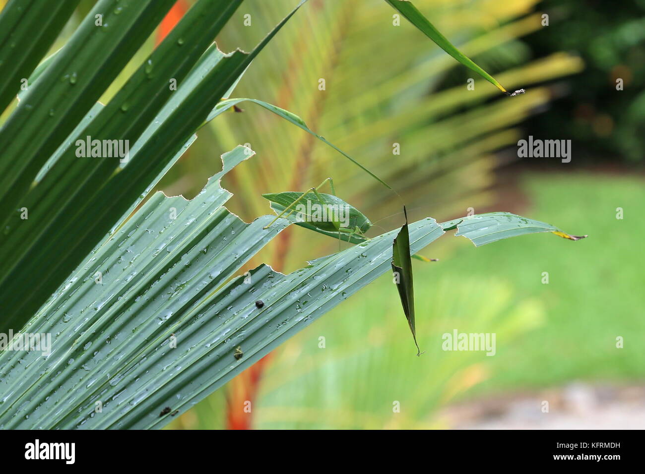 Blatt - mimic Katydid, Puerto Viejo de Talamanca, Provinz Limón, Karibik, Costa Rica, Mittelamerika Stockfoto