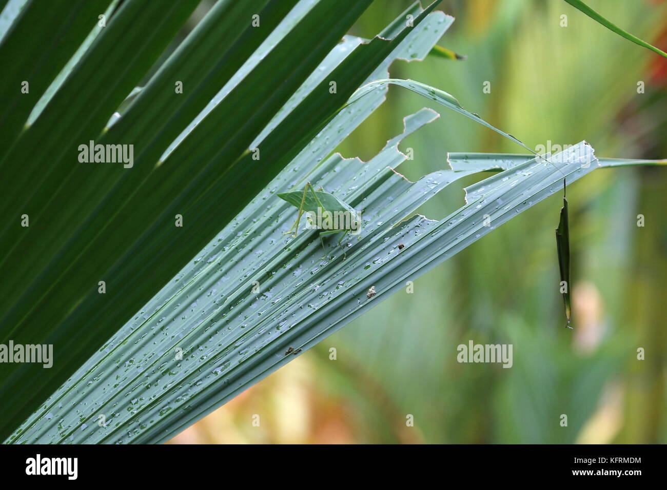 Blatt - mimic Katydid, Puerto Viejo de Talamanca, Provinz Limón, Karibik, Costa Rica, Mittelamerika Stockfoto