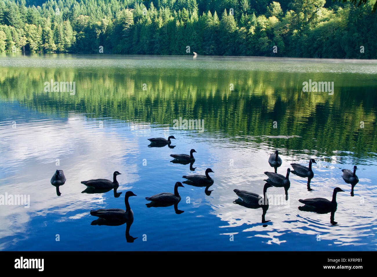 Silhouette der kanadischen Gänse in bc See mit grünen Wald und blauem Himmel Reflexion Stockfoto