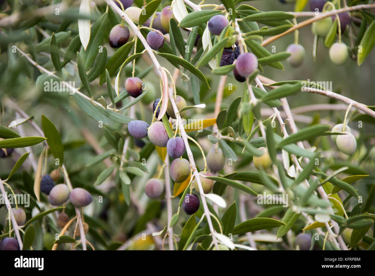 Oliven in einem Ölbaum in Elvas, Alentejo, Portugal Stockfoto