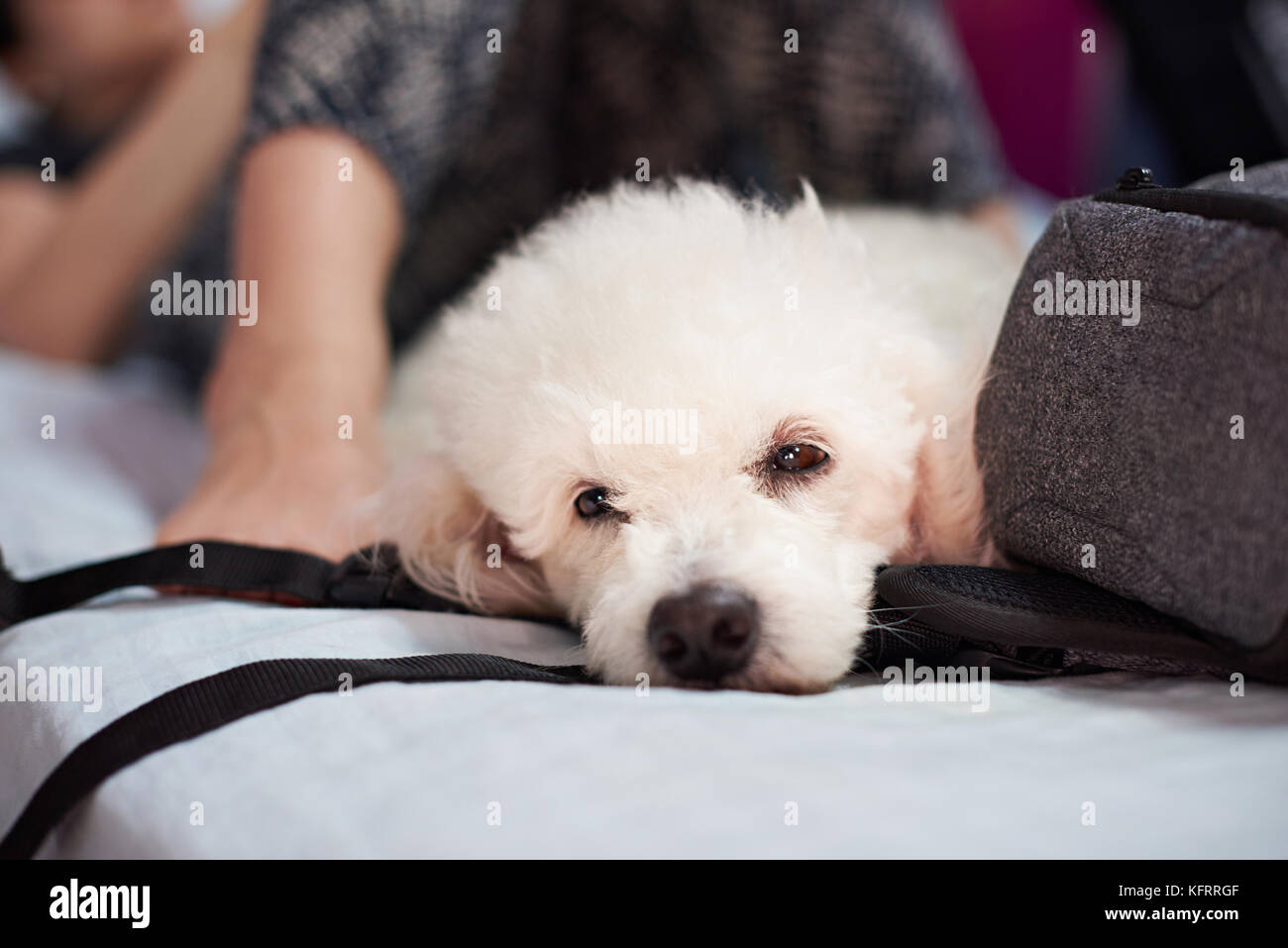 Saubere, weisse Pudel Hund lag mit offenen Augen auf dem Bett in menschlichen Beinen Stockfoto