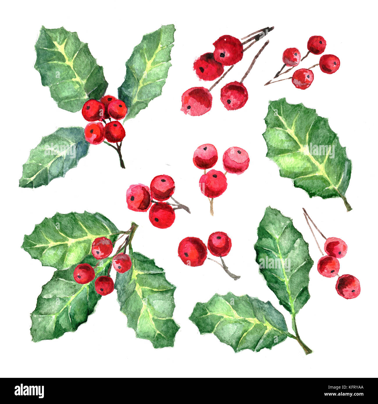 Die europische Stechpalme Ilex Aquifolium oder Bltter und Frchte. xmas  Mistel. Aquarell Abbildung. Weihnachten Winter Kollektion mit dekorativen  Pflanzen isolat Stockfotografie - Alamy