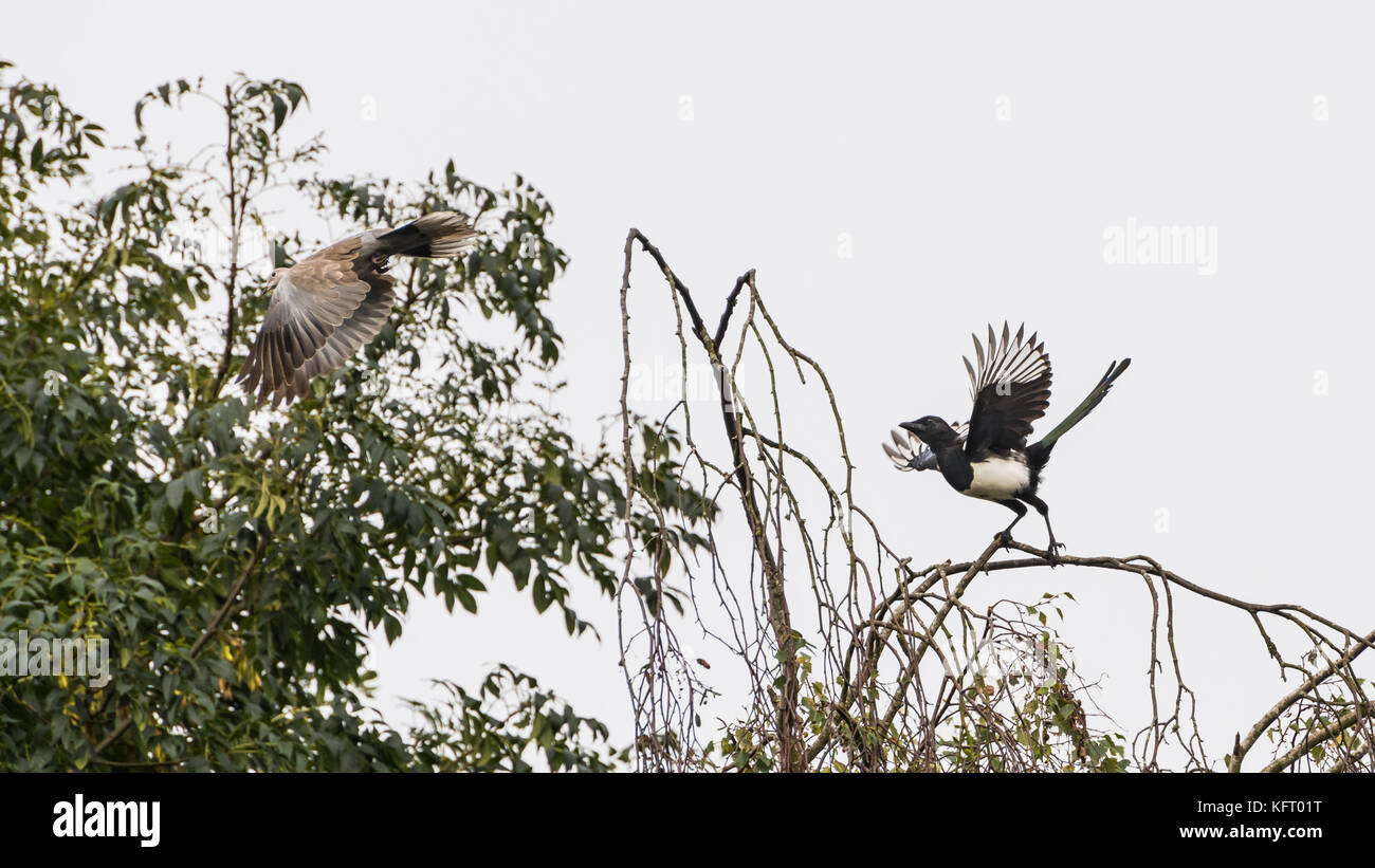 Ein magpie folgt eine collared Dove von einem Baum. Stockfoto