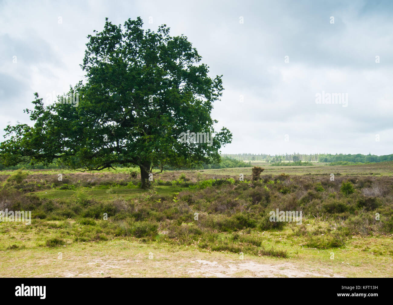 Ein Schuss von einem Baum an Schwein Bush in der New Forest National Park, Hampshire, UK. Stockfoto