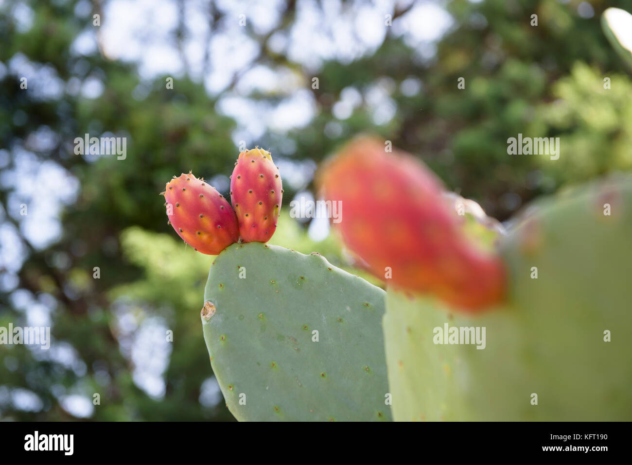 Feigenkaktus (Opuntia, Fico d'India), Catania, Sizilien, Italien Stockfoto