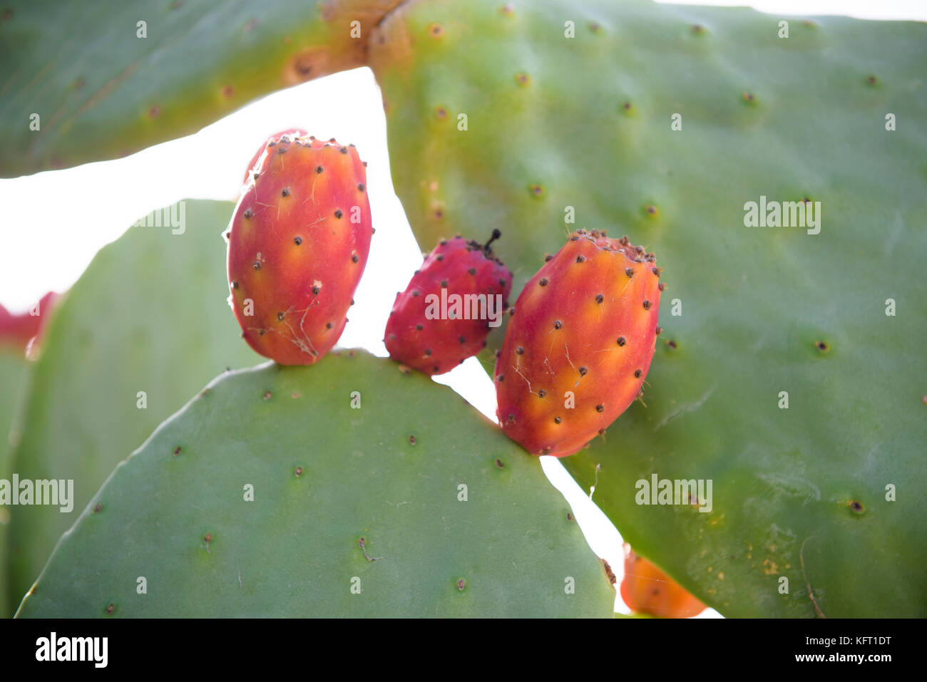 Feigenkaktus (Opuntia, Fico d'India), Catania, Sizilien, Italien Stockfoto