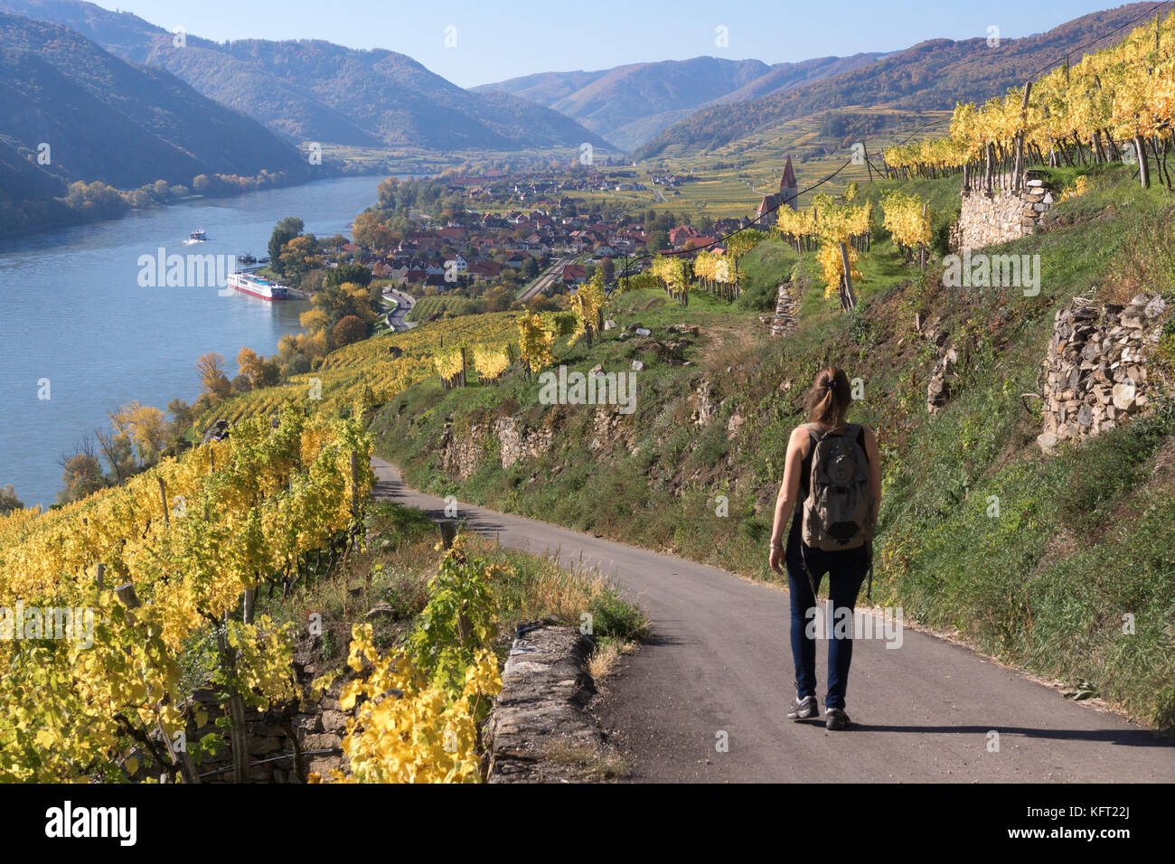 Ein Tourist zu Fuß auf ein beliebter Wanderweg durch die Weinberge an der Donau in der Wachau, Niederösterreich Stockfoto