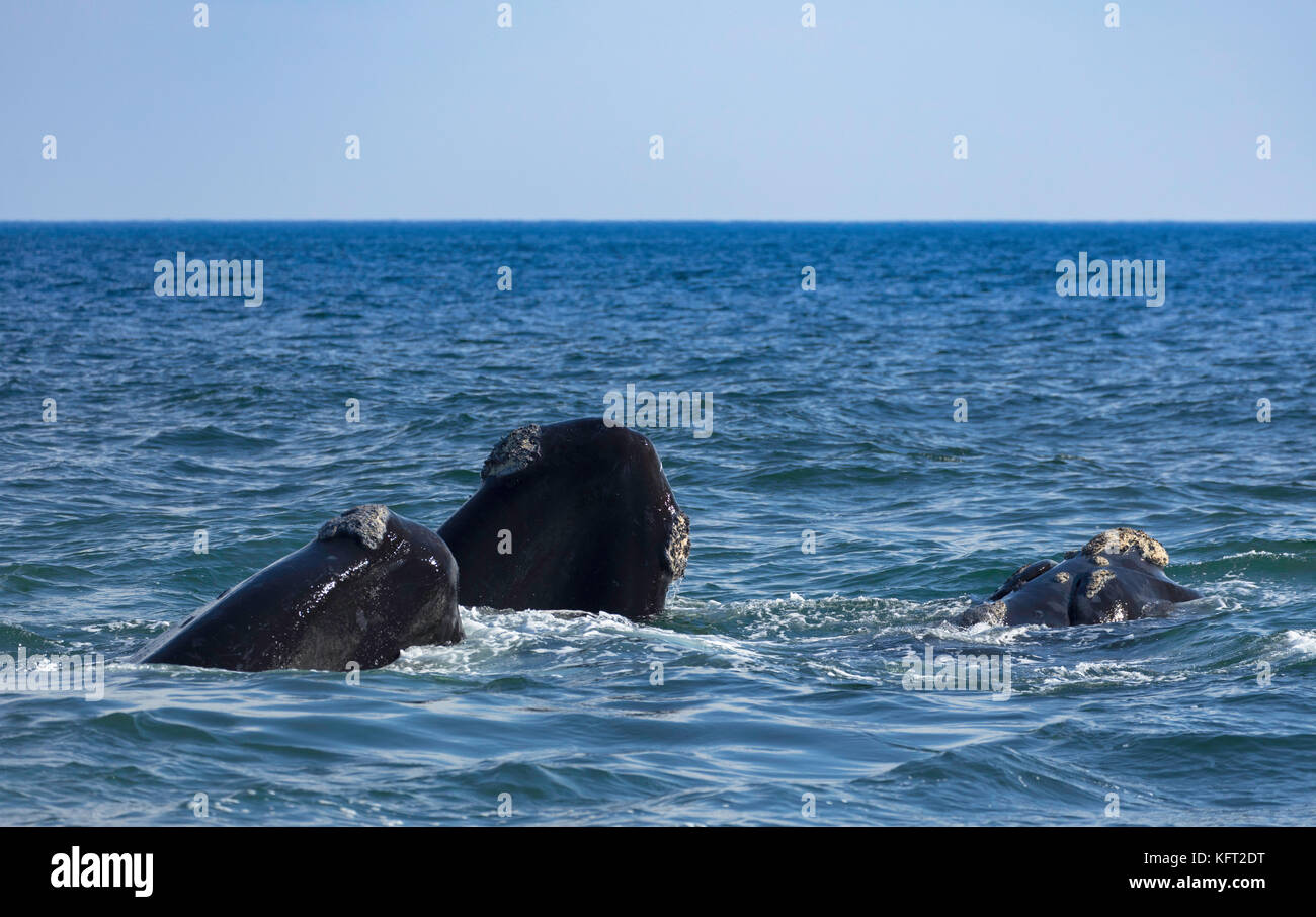 Southern Right Wale, Hermanus, Western Cape, Südafrika Stockfoto