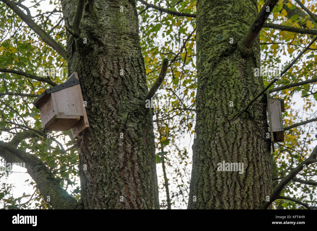 Vogel nistkästen an Bäumen befestigt Stockfoto