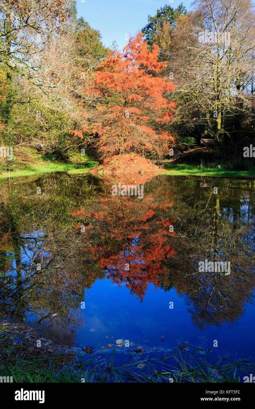 Swamp Cypress, distichum Taxodium distichum, und Reflexion im roten Herbstlaub an einem kleinen See. Stockfoto