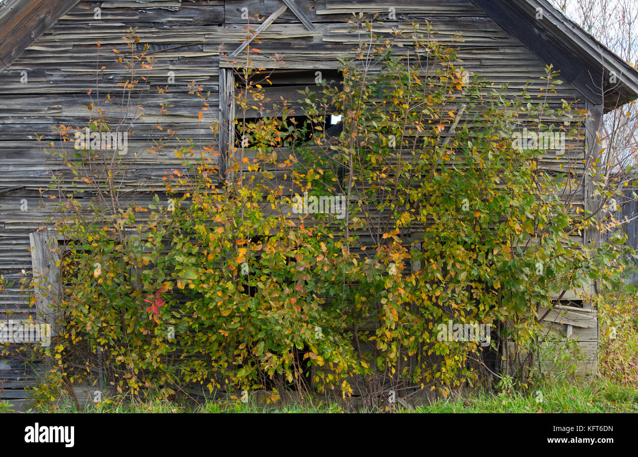 Die overgown Seite einer alten Scheune (1800) auf einem Bauernhof in ländlichen Moretown, Vermont, USA Stockfoto