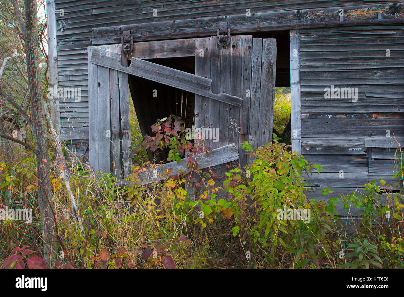 Eine verlassene alte Scheune (1800) auf einem Bauernhof in ländlichen Moretown, Vermont, USA Stockfoto