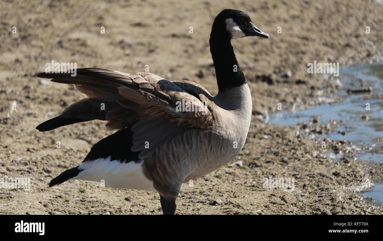 Gans am See Stockfoto