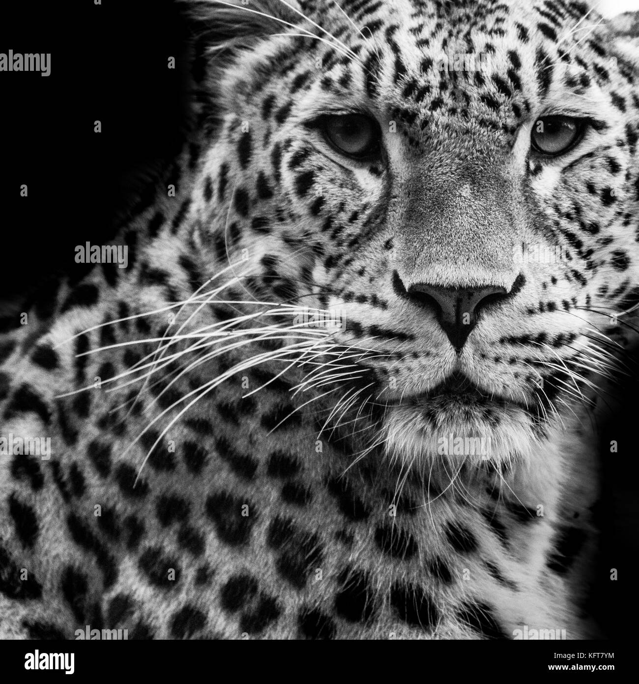 Porträt eines Leopard in Schwarz und Weiß Stockfoto