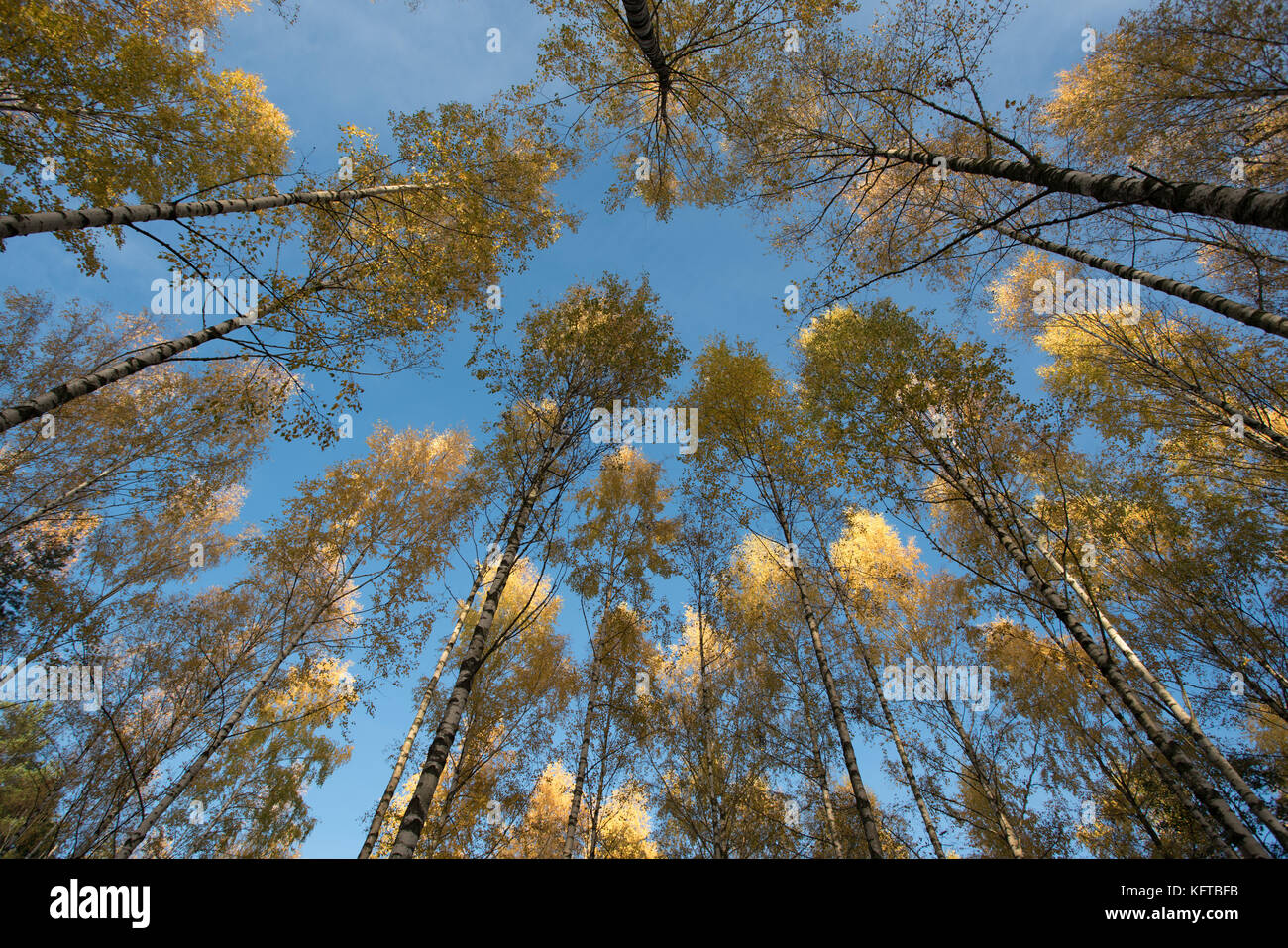 Birken mit gelben Herbst Laub Farben und blauer Himmel Stockfoto