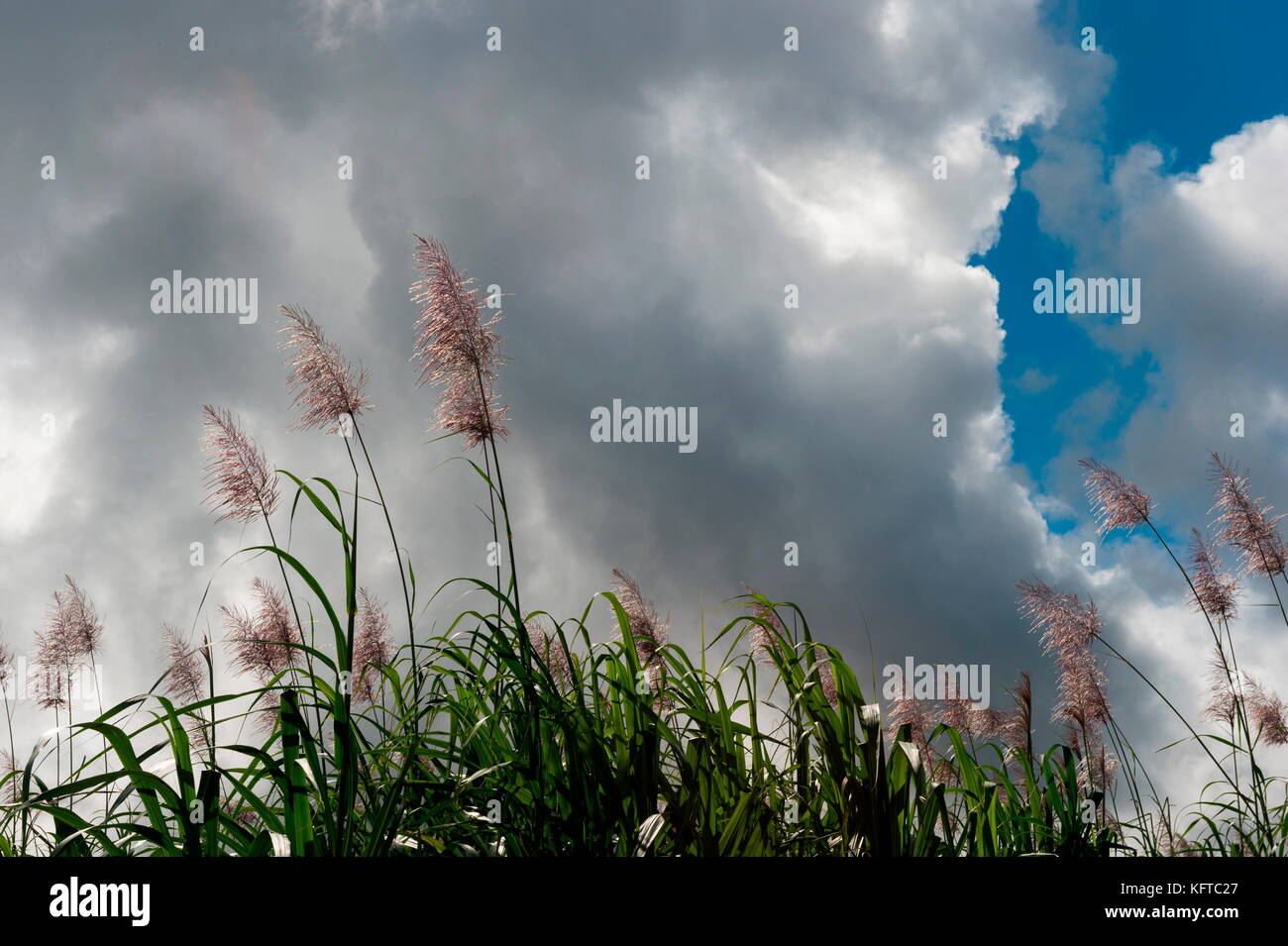 Roter Bus in ein Café umgewandelt, Saint Martin, Mauritius. Stockfoto