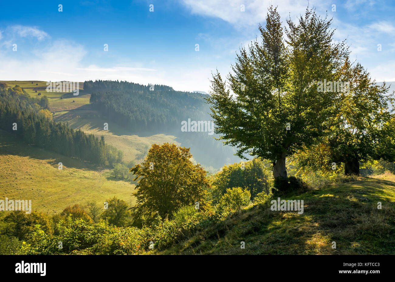 Bäume am Hang in bergigen Landschaft. schönen Anfang Herbst Landschaft bei schönem Wetter Stockfoto