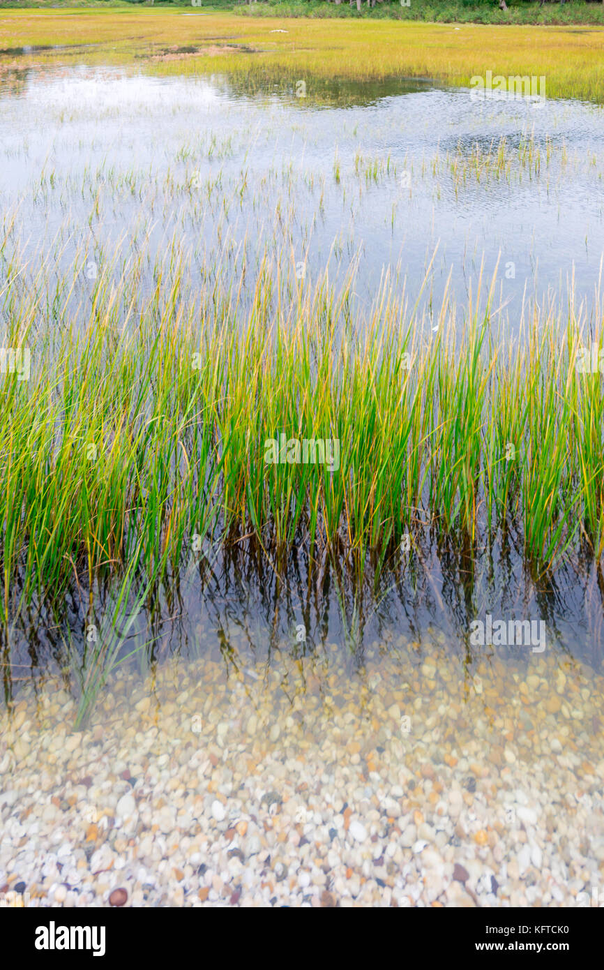 Shoreline Pflanzen auf ein Salt Water Bay in North Haven, Ny, verwenden Stockfoto