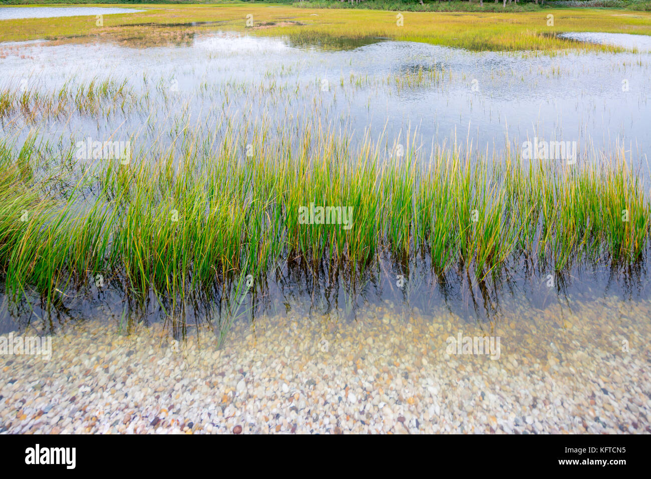 Shoreline Pflanzen auf ein Salt Water Bay in North Haven, Ny, verwenden Stockfoto