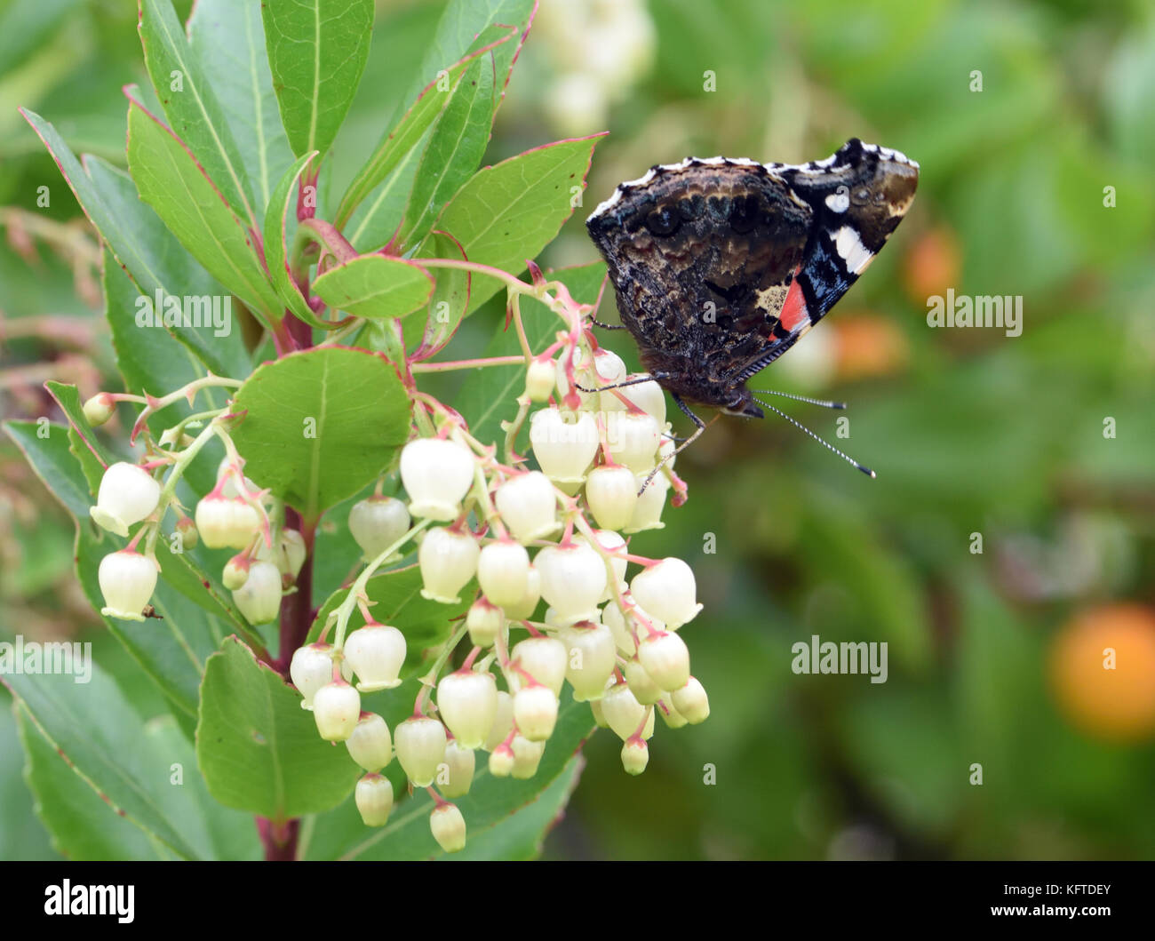 Ein roter Schmetterling Admiral (Vanessa atalanta) saugt Nektar aus der weißliche glockenförmigen Blüten der Erdbeerbaum (Arbutus unedo). Winchester, Hampshi Stockfoto