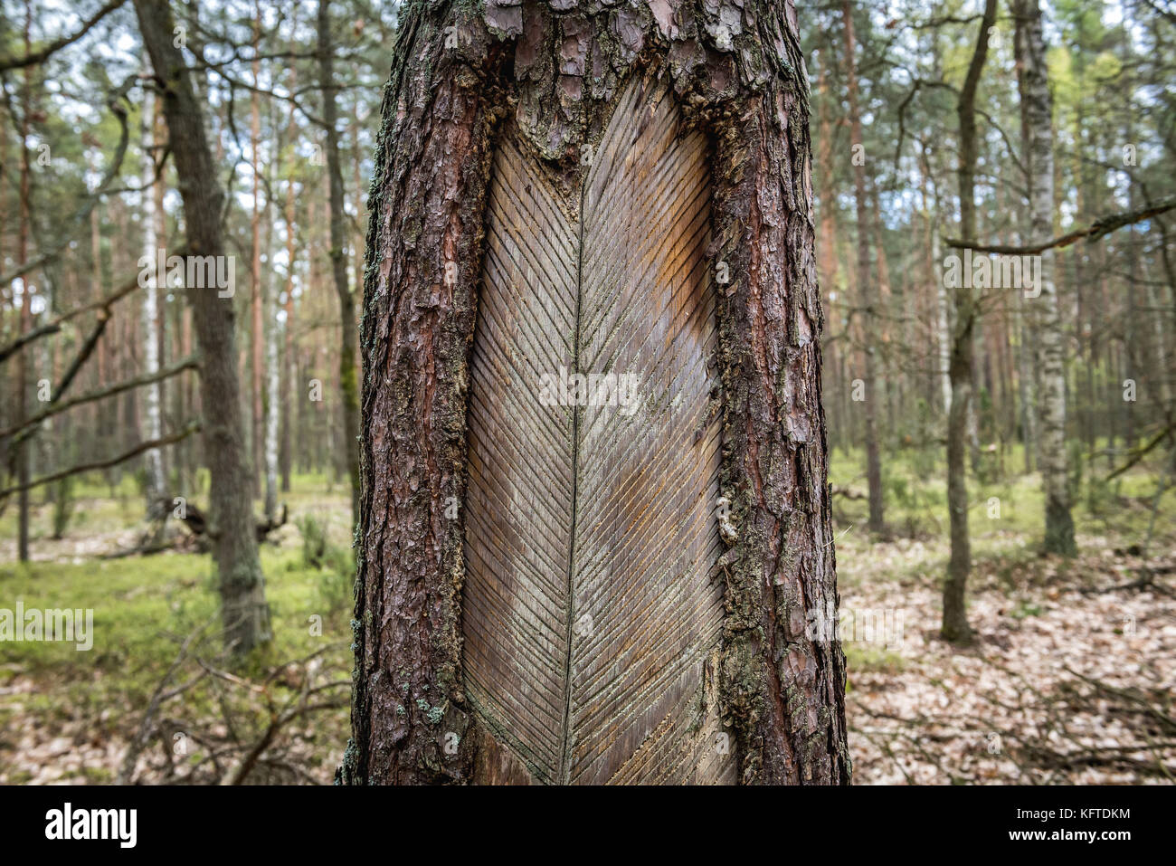 Schnittkiefer für die Harzgewinnung im Kampinos-Wald (polnisch: Puszcza Kampinoska) - großer Waldkomplex in der Woiwodschaft Masowien, westlich von Stockfoto