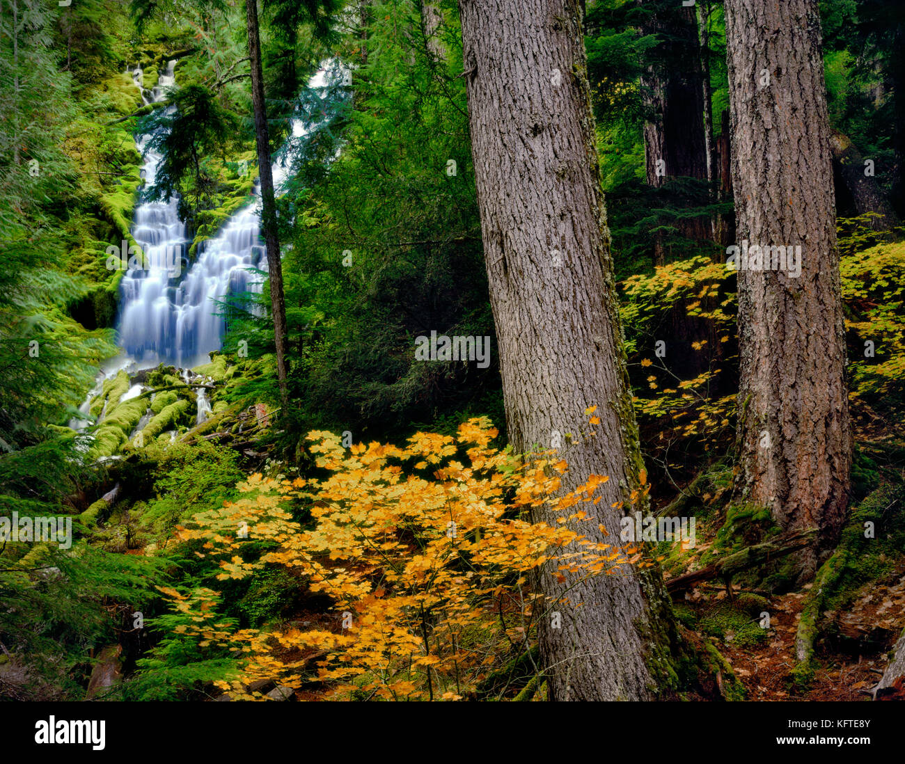 Obere proxy fällt mit Herbst Farbe. Drei Schwestern Wildnis. Willamette National Forest. Oregon. Stockfoto