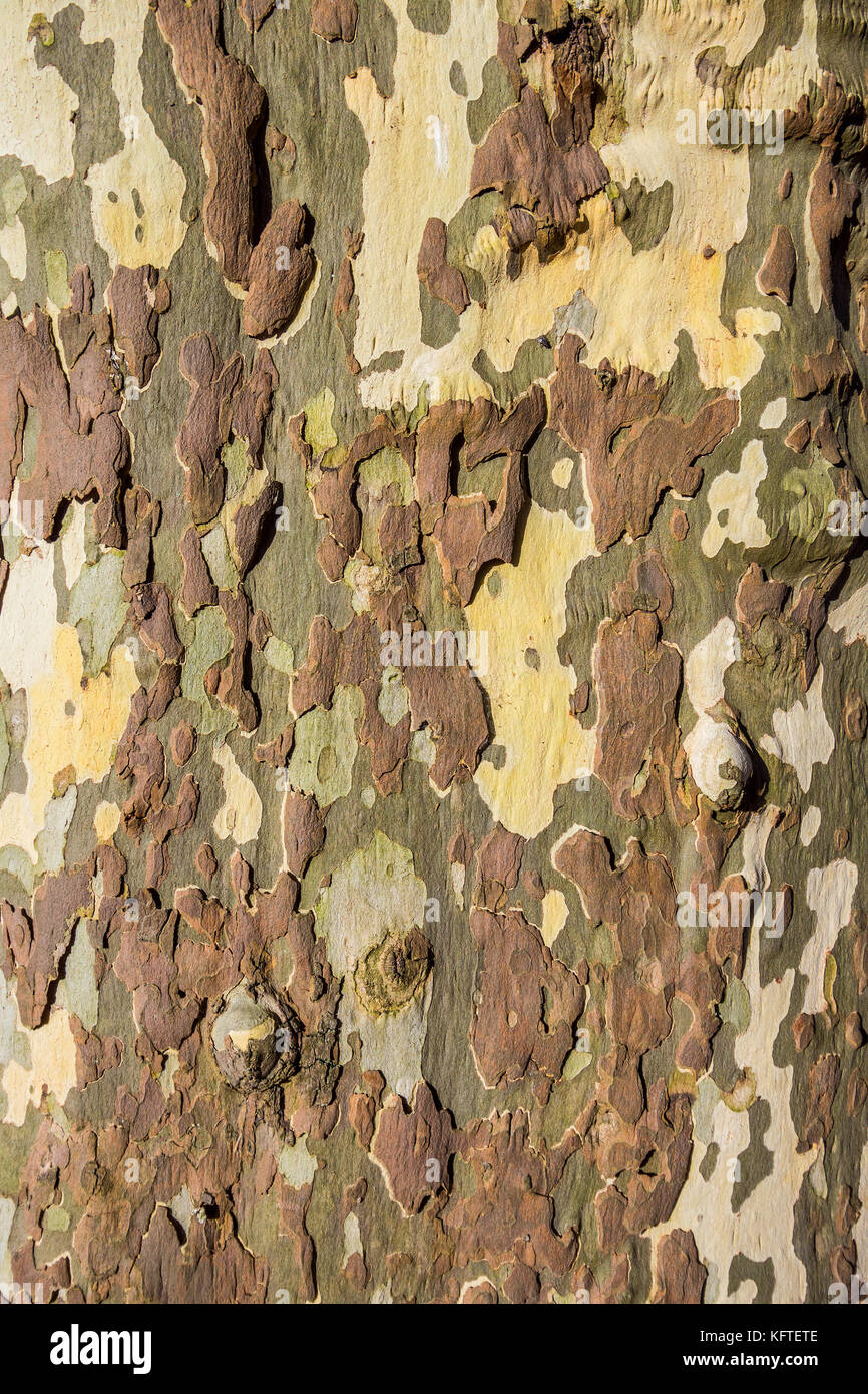 Abblätternde Rinde, Platane platanus - Frankreich. Stockfoto