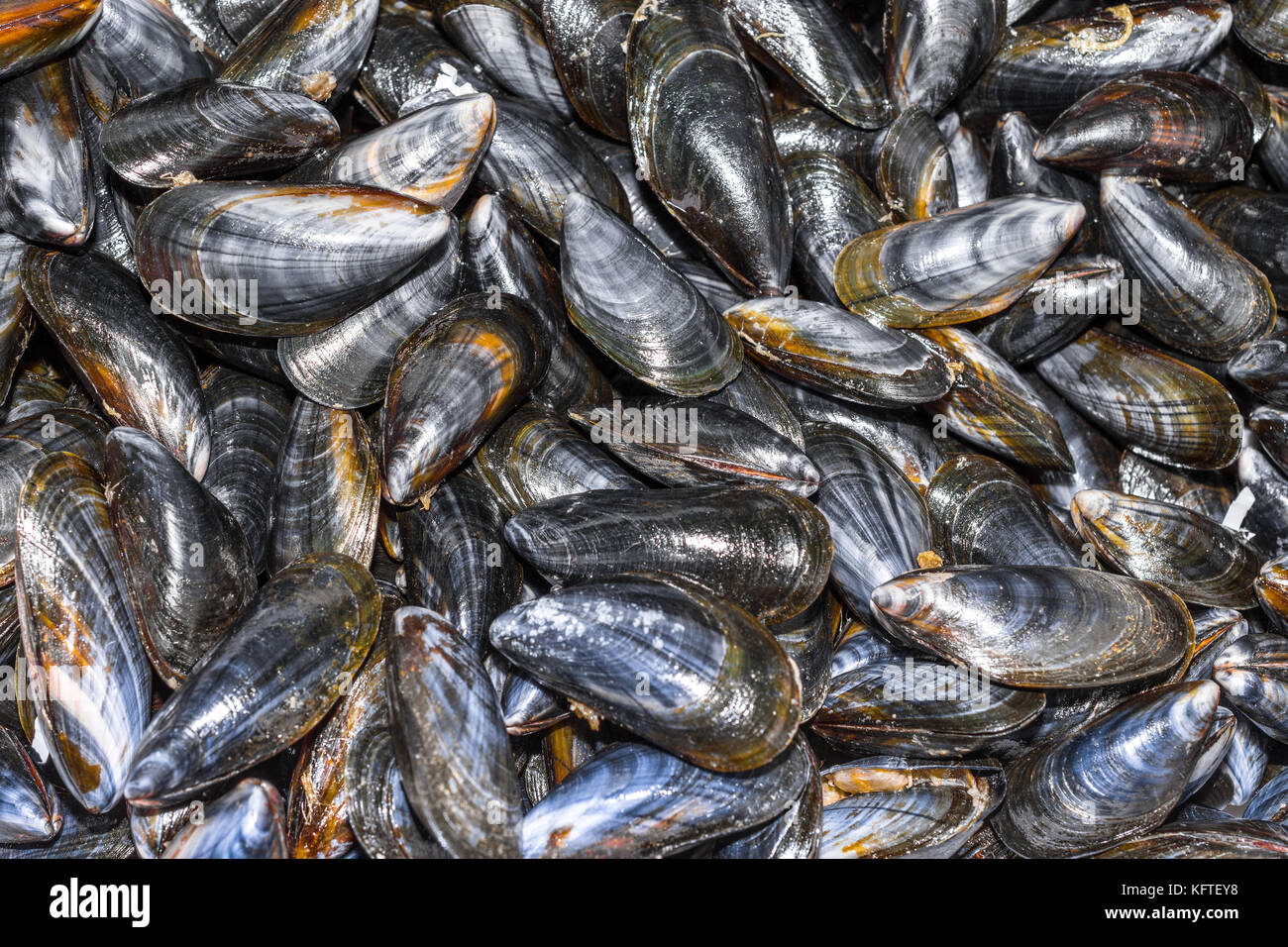 Frische Muscheln auf Marktstand - Frankreich. Stockfoto