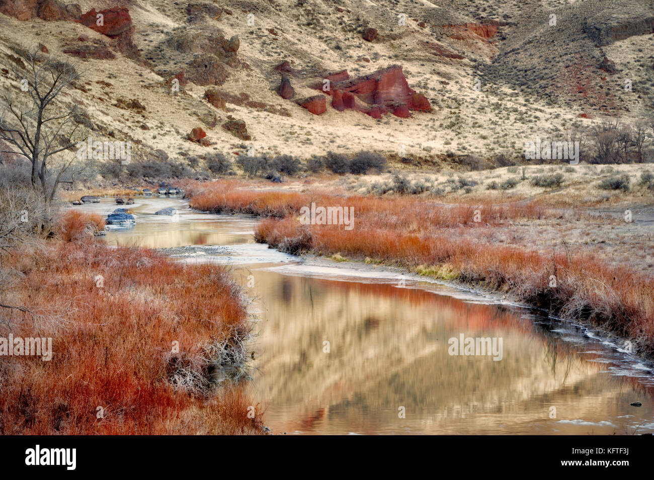 Red Willow im Winter auf owyhee River. Oregon Stockfoto