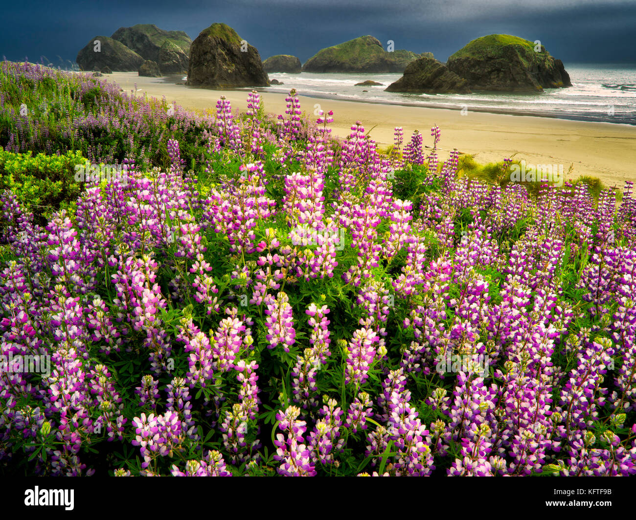Lupin an Lehm myers Oregon State Natural Area. Stockfoto