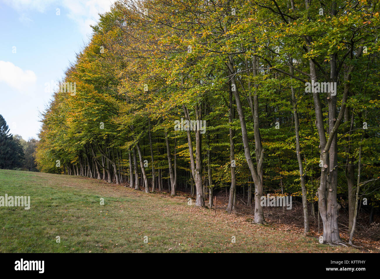 Der Rand eines herbstlichen Buchenwaldes in Deutschland Stockfoto