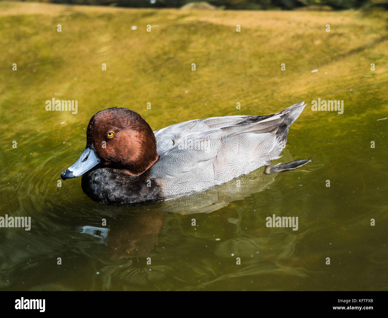 Roter Kopf Ente Stockfoto