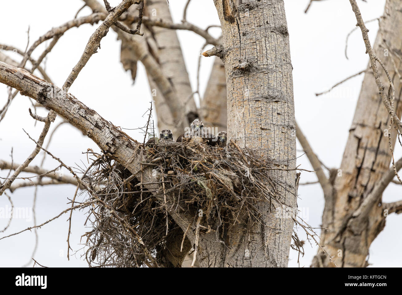 Jugendliche Rote Falken (Buteo Jamaicensis) Echo, Oregon tailed, USA Stockfoto