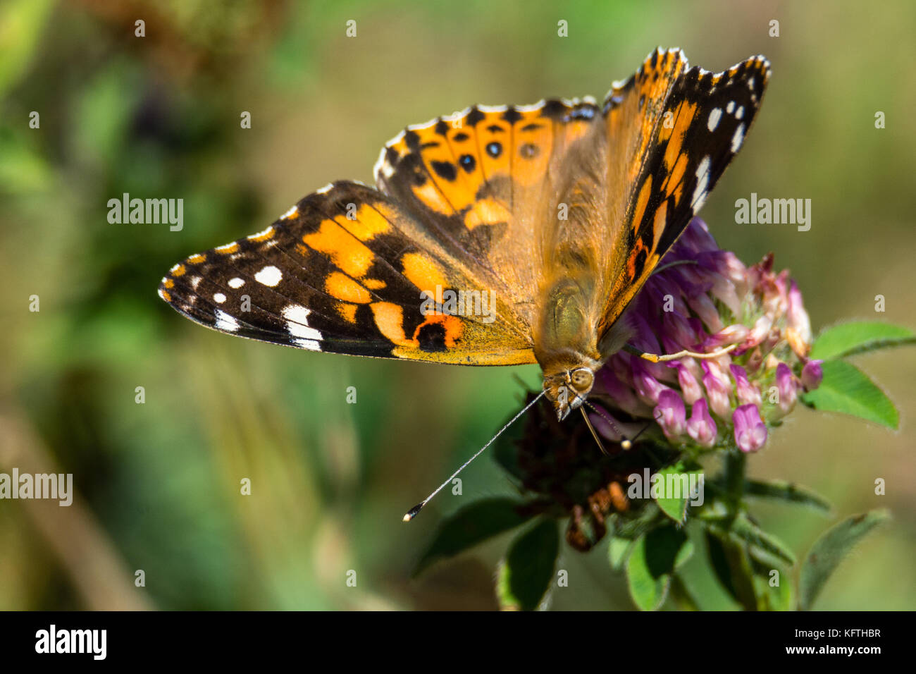 Gemalte Dame Schmetterling nectaring auf rotem Kleeblatt während des Sommers in Nordamerika Stockfoto